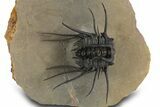 Insane Dicranurus Trilobite - Flying Preparation #328619-1